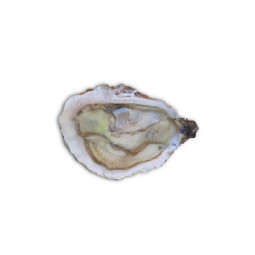 Chilled Bouzigues Oysters No.4      法國布齊蓋生蠔no. 4  Tarbouriech