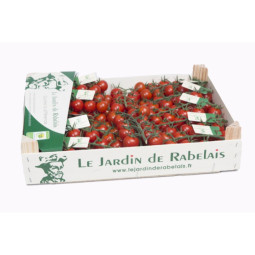 Cherry Tomato On Vine  Eadin De Rabelais  Selected By Cff