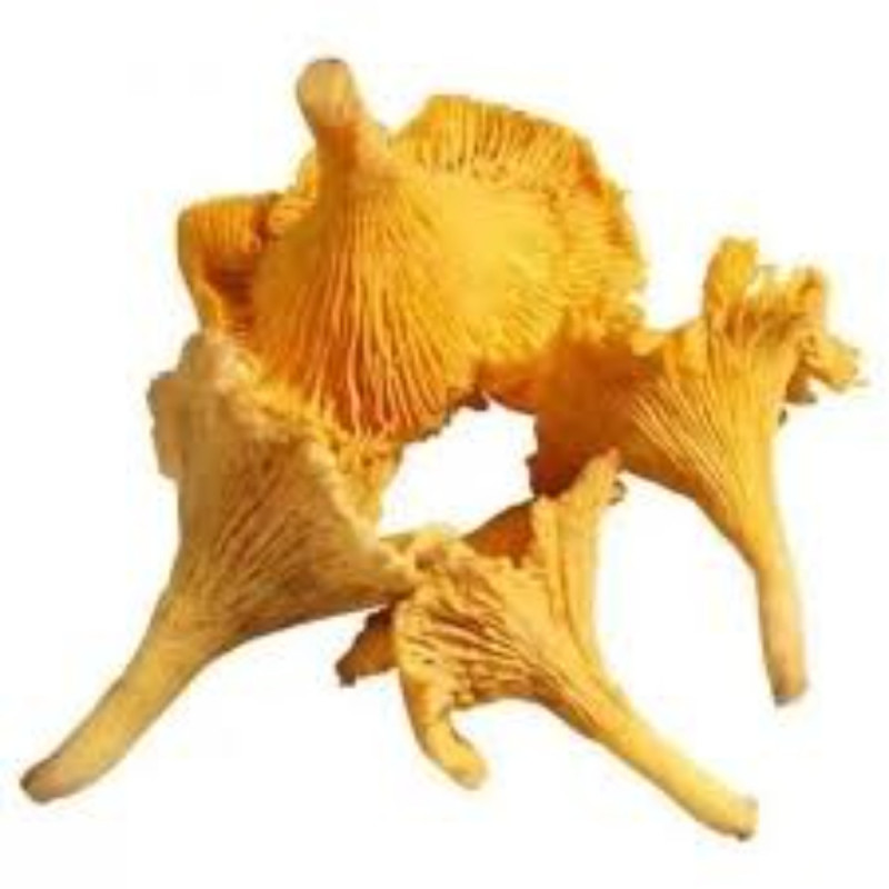 Girolles Top Quality 3 cm+