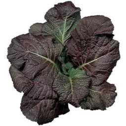 Red Mustard Salad