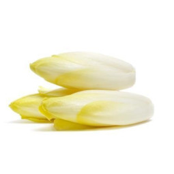 Chilled Chicory  White    菊苣  Selected By Cff