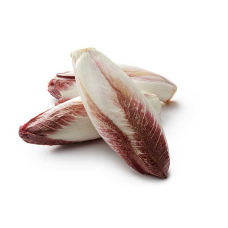 Carmine Chicory