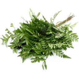 Salad - Wild Ferns