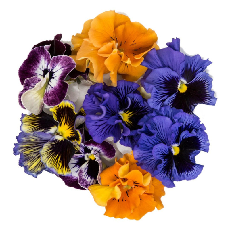 Mixed Viola