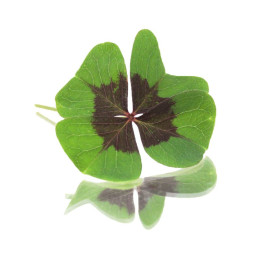 Herb  Green Oxalis Bastelica  Selected By Cff