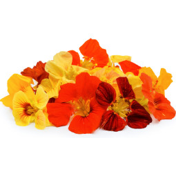 Chilled Vse  Bastelica  Nasturtium Flower    旱金蓮  Selected By Cff