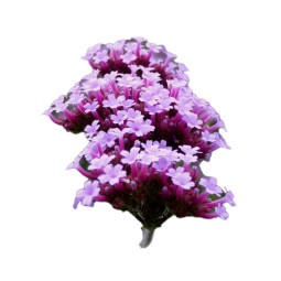 FLOWER - BASTELICA - VERBENA FLOWER