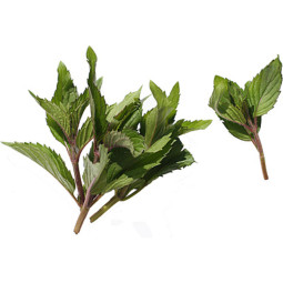 Chilled Vse  Bastelica  Peppermint Mint    胡椒薄荷葉  Selected By Cff