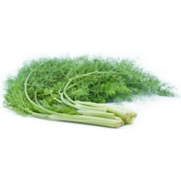 Bastelica  Green Wild Fennel  Selected By Cff