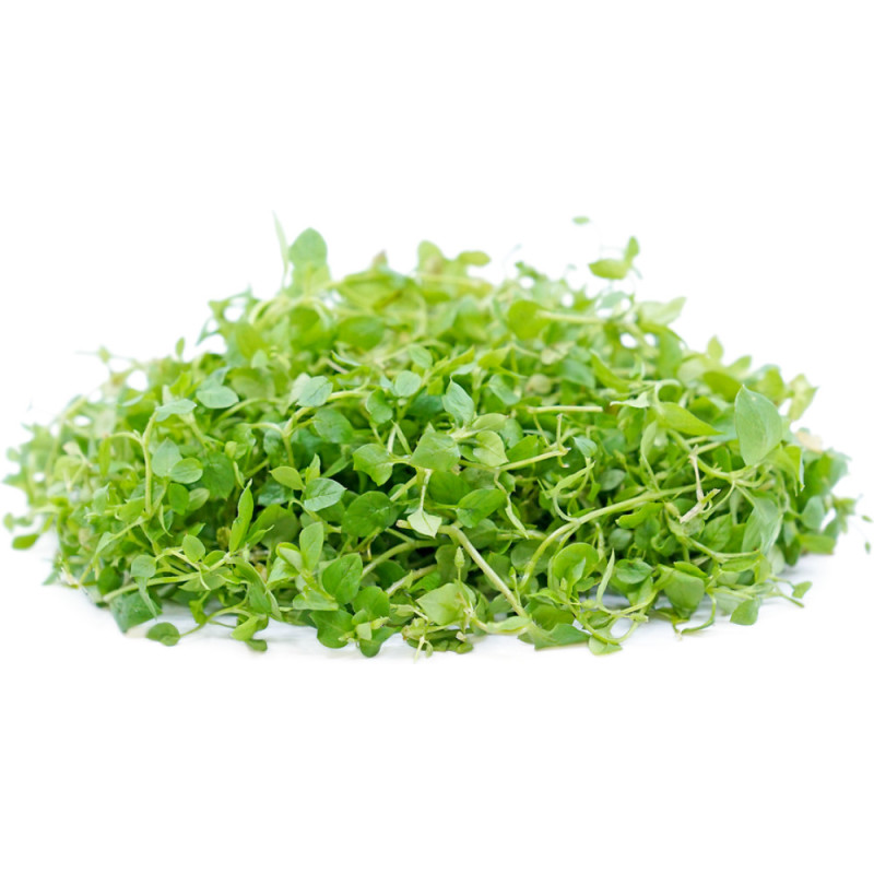 Bastelica - Chickweed