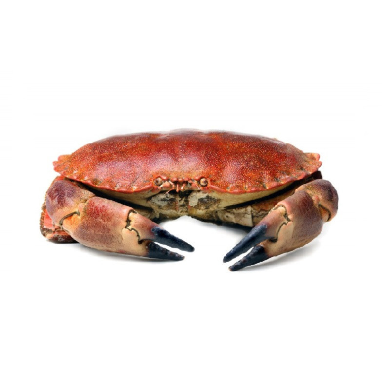 Edible Crab / Tourteaux  麵包蟹