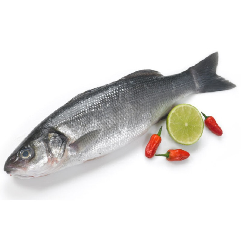 Chilled Seabass Ikejime +/Ea Viviers Noirmoutier 鱸魚 Viviers Noirmoutier Chilled Seabass Ikejime +/Ea Viviers Noirmoutier 鱸魚 Viviers Noirmoutier