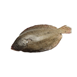 Chilled Brill Viviers Noirmoutier  菱鮃魚  Viviers Noirmoutier