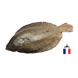 Chilled Brill 2 Viviers Noirmoutier  菱鮃魚  Viviers Noirmoutier