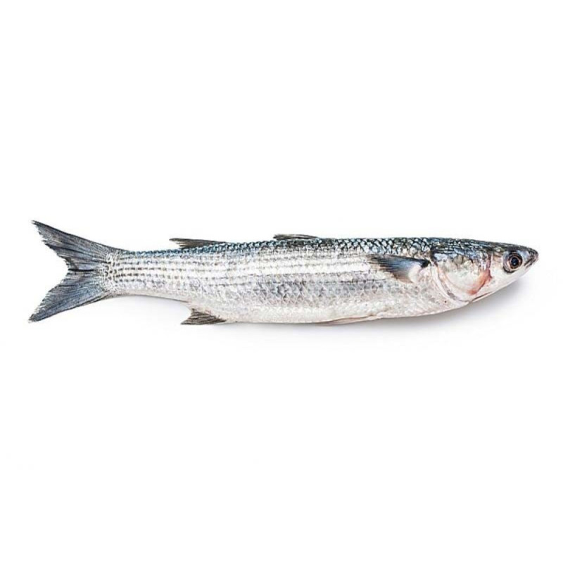 Chilled Grey Mullet  Viviers Noirmoutier  烏頭  Viviers Noirmoutier