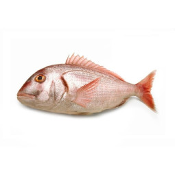 Chilled Red Porgy Line Caught Viviers Noirmoutier  線釣嘉臘魚  Viviers Noirmoutier