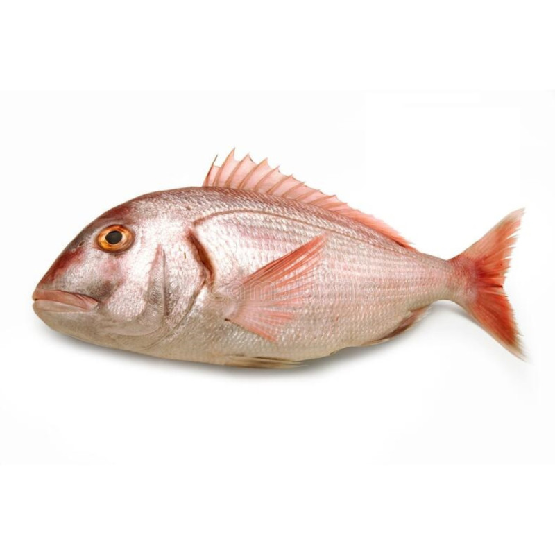 Chilled Red Porgy Line Caught Viviers Noirmoutier  線釣嘉臘魚  Viviers Noirmoutier