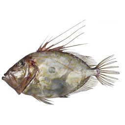 Chilled John Dory Viviers Noirmoutier  魴魚  Viviers Noirmoutier