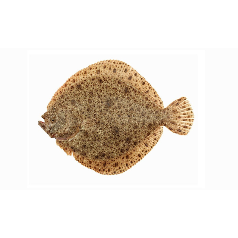 Turbot Extra Viviers Noirmoutier 多寶魚