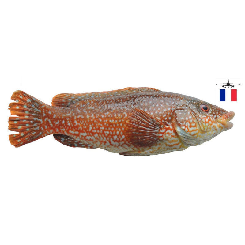 Chilled Wrasse Line Caught Viviers Noirmoutier  法國線釣瀨魚  Viviers Noirmoutier