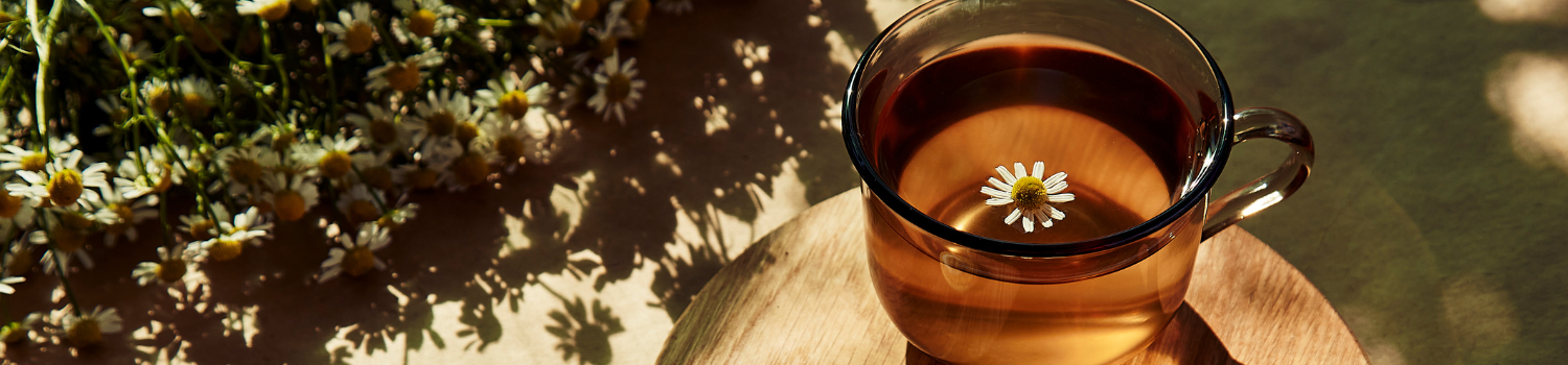 Discover the World of DAMMANN Frères